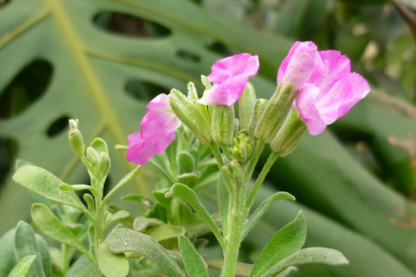 紫羅蘭春天開(kāi)花嗎