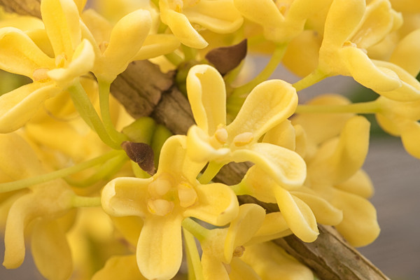 怎么讓桂花樹快速發芽