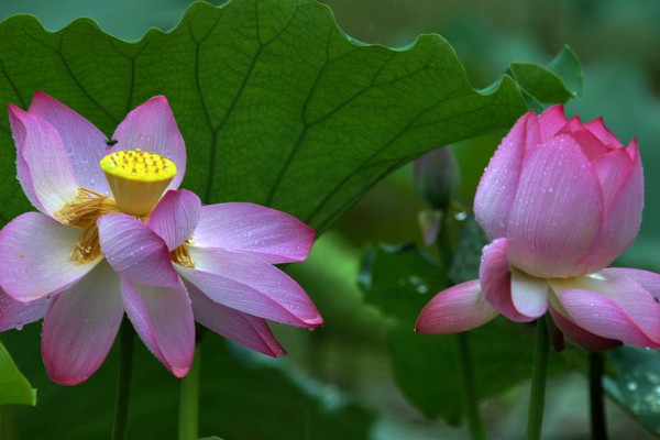 芙蕖和荷花的區(qū)別