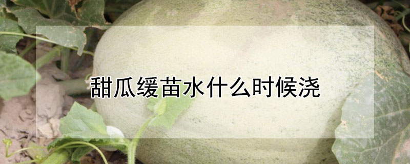 甜瓜緩苗水什么時(shí)候澆