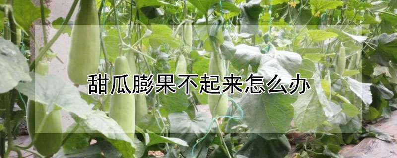 甜瓜膨果不起來怎么辦