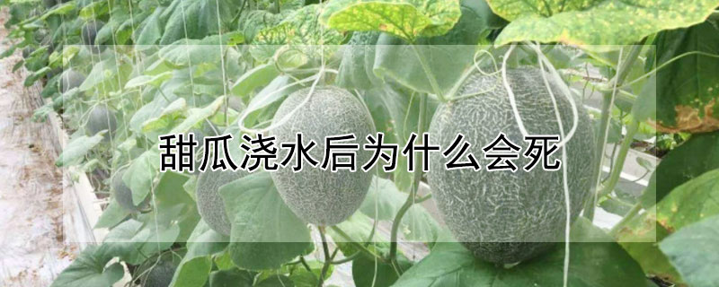 甜瓜澆水后為什么會(huì)死