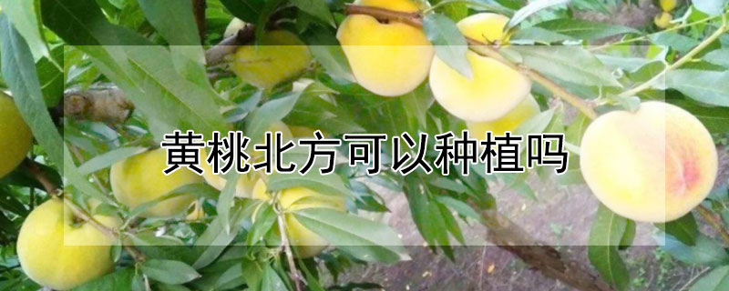 黃桃北方可以種植嗎