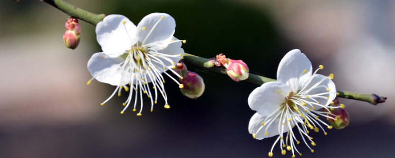 梅花春天開嗎