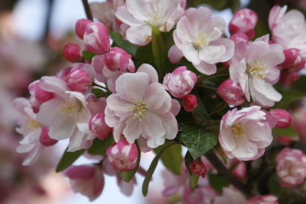 梅花夏天開花嗎