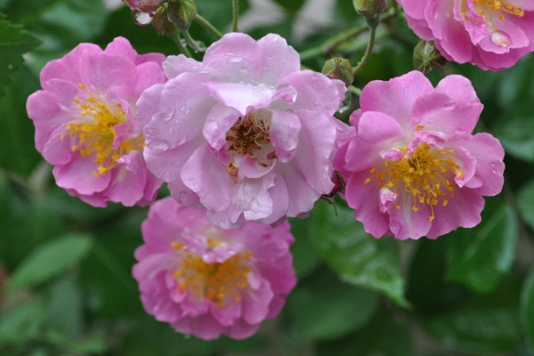 薔薇花能在室內陽臺養嗎