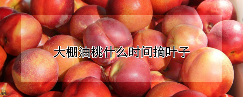 大棚油桃什么時間摘葉子