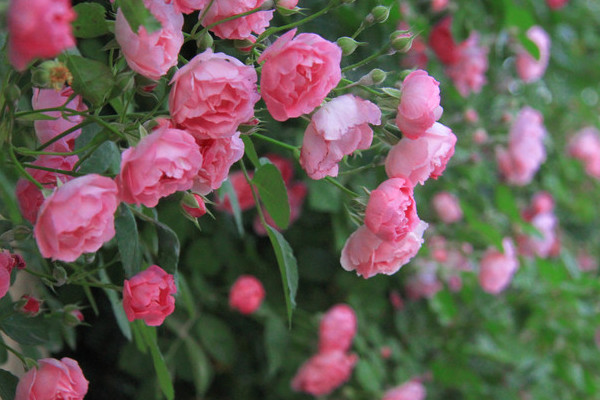 薔薇花是月季花嗎