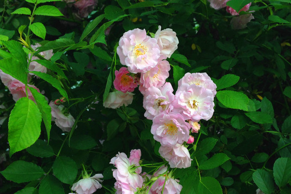 薔薇花如何種植方法