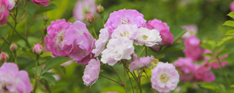 薔薇花能不能種在庭院