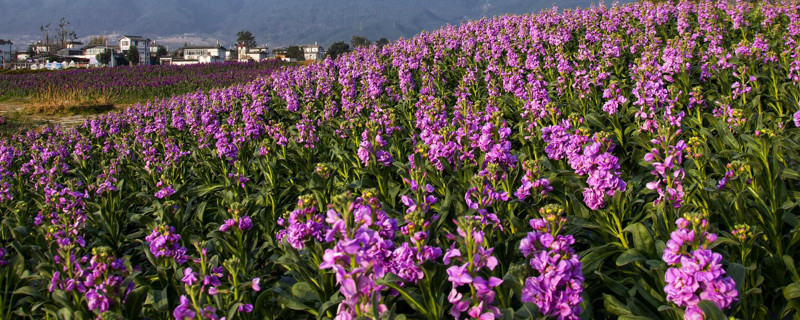 紫羅蘭花為什么早上開花