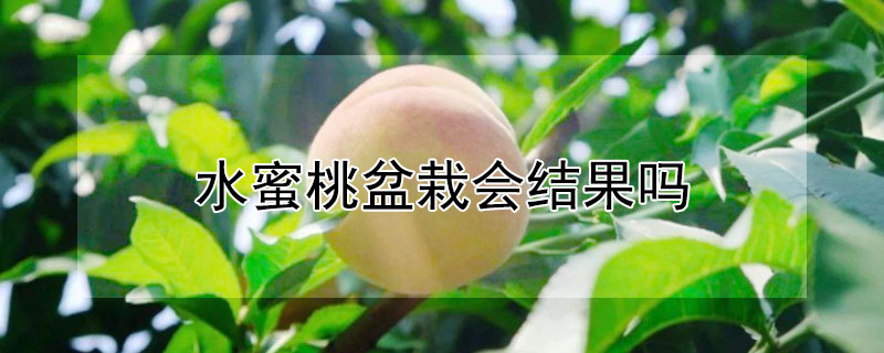 水蜜桃盆栽會結果嗎