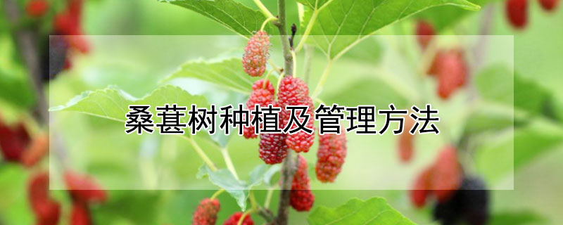 桑葚樹種植及管理方法