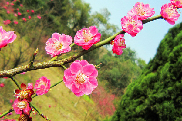 梅花夏天怎么養