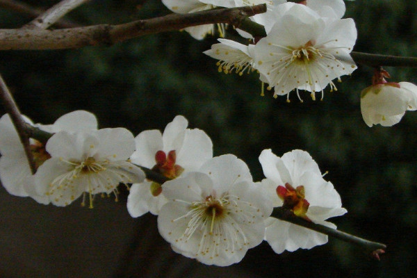 梅花夏天落葉還能活嗎