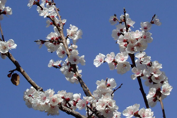 梅花秋季怎么管理