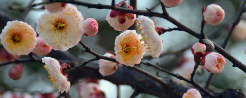 梅花冬天開嗎