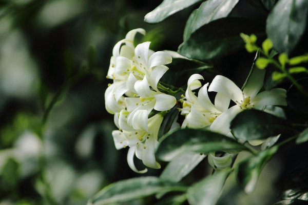 九里香春天會發芽嗎