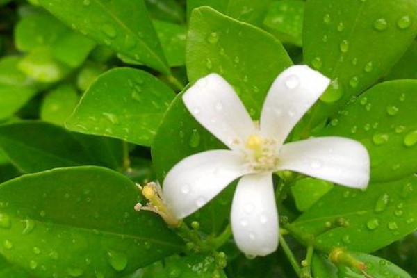 九里香為什么不開花