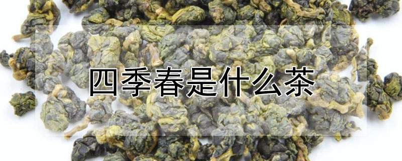 四季春是什么茶