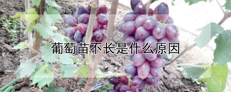 葡萄苗不長是什么原因