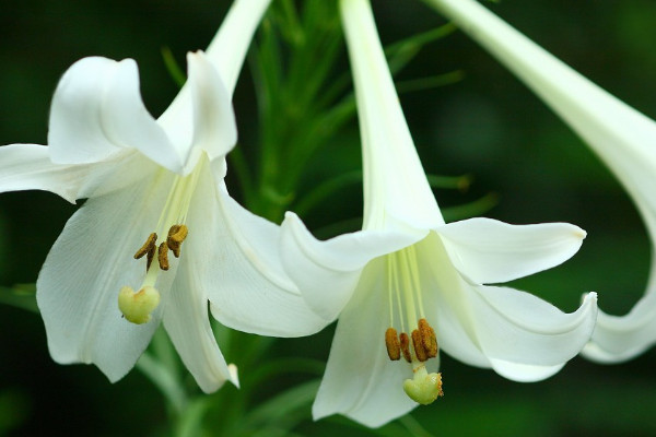 百合種球不發芽怎么辦