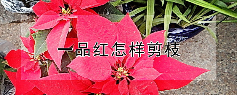 一品紅怎樣剪枝