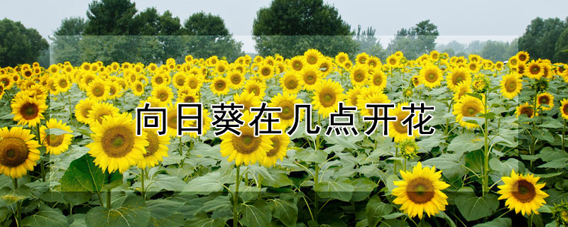 向日葵在幾點開花