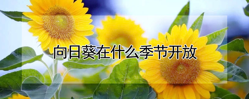 向日葵在什么季節開放