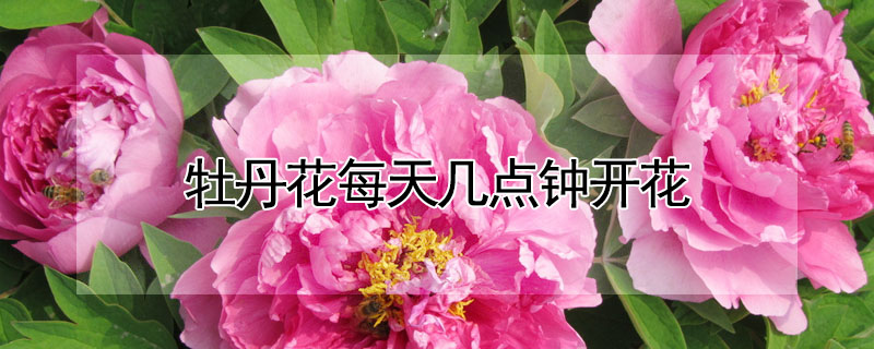 牡丹花每天幾點鐘開花