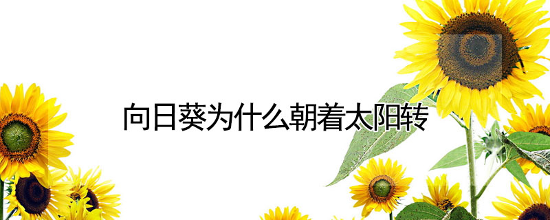 向日葵為什么朝著太陽轉(zhuǎn)