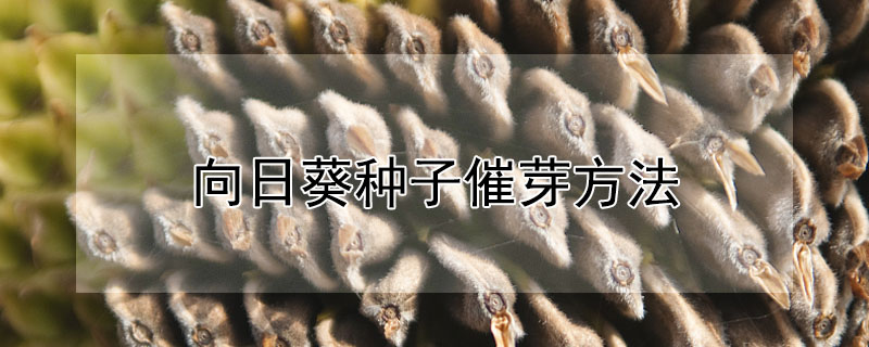 向日葵種子催芽方法