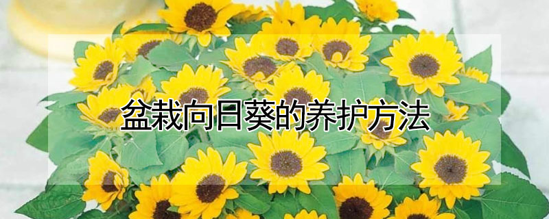 盆栽向日葵的養(yǎng)護(hù)方法