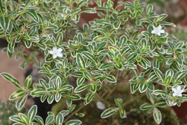 六月雪不開花什么原因