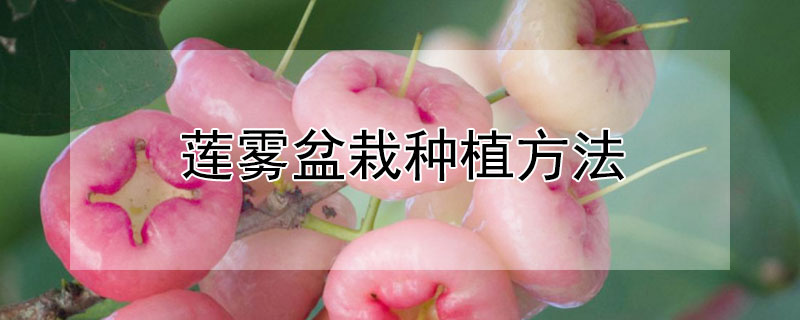 蓮霧盆栽種植方法