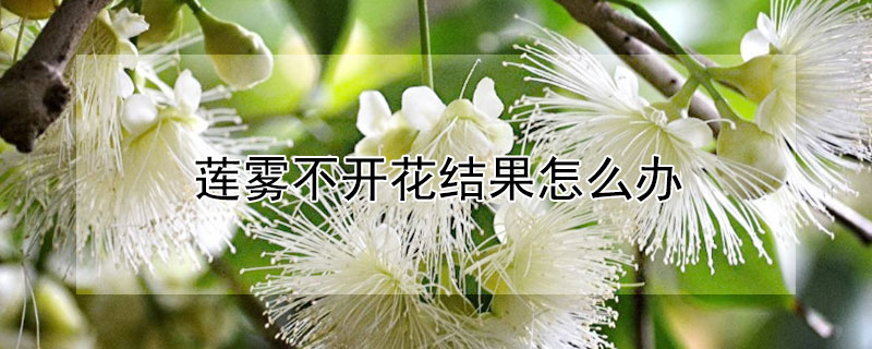 蓮霧不開花結(jié)果怎么辦