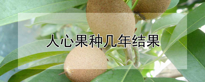 人心果種幾年結果