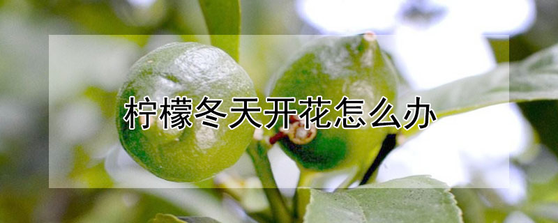 檸檬冬天開花怎么辦