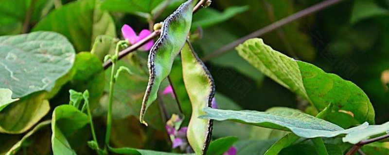 梅豆種植時間及技術(shù)要點