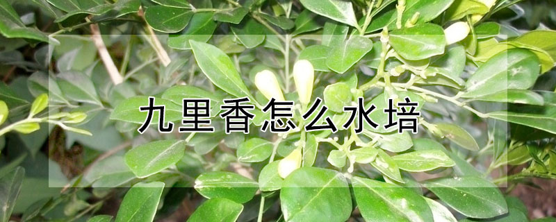 九里香怎么水培