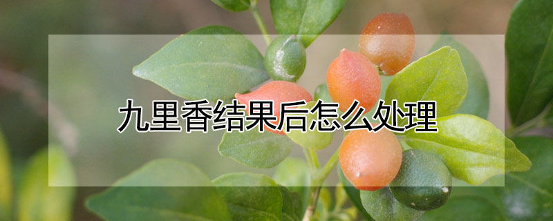 九里香結果后怎么處理