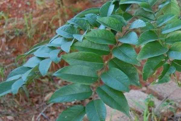 黃花梨種植方法和注意事項