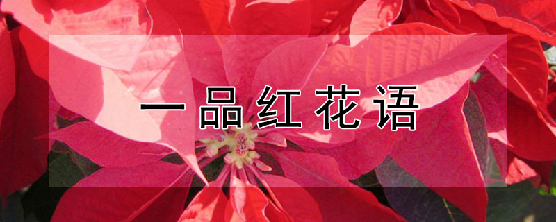 一品紅花語