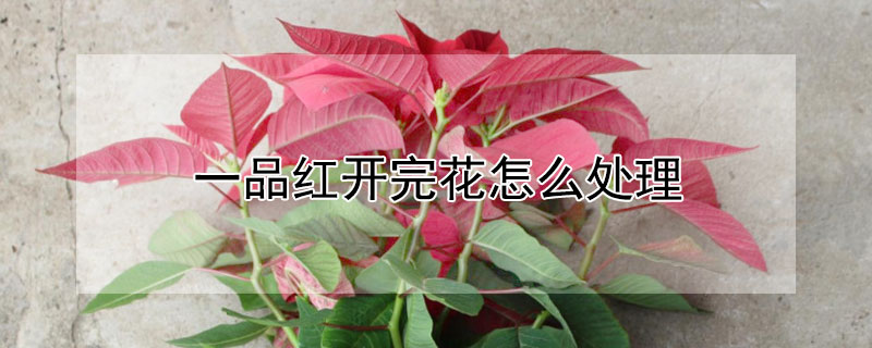 一品紅開完花怎么處理