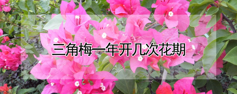 三角梅一年開幾次花期