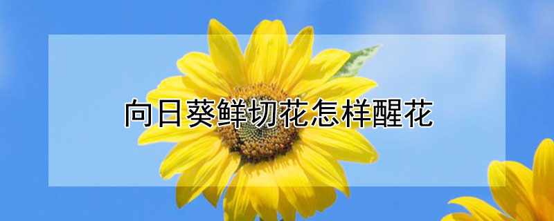 向日葵鮮切花怎樣醒花