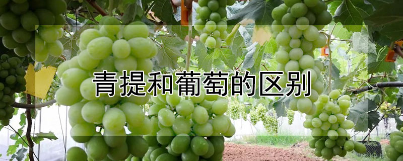 青提和葡萄的區(qū)別