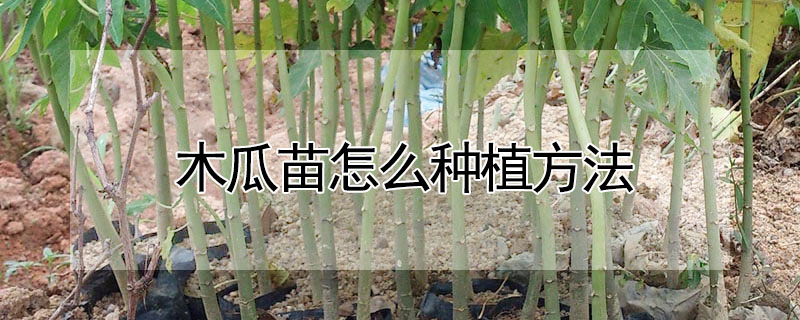 木瓜苗怎么種植方法