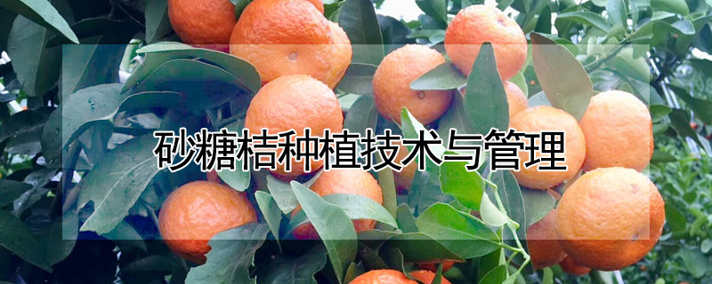 砂糖桔種植技術(shù)與管理