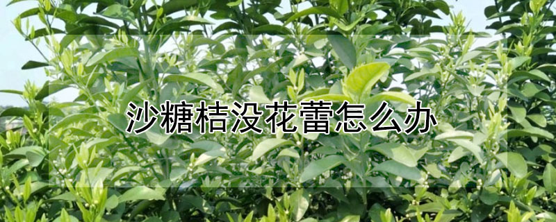 沙糖桔沒花蕾怎么辦